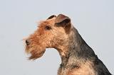 WELSH TERRIER 044